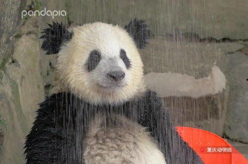 熊猫头套娱乐圈爆料,熊猫头套背后的明星秘密大曝光